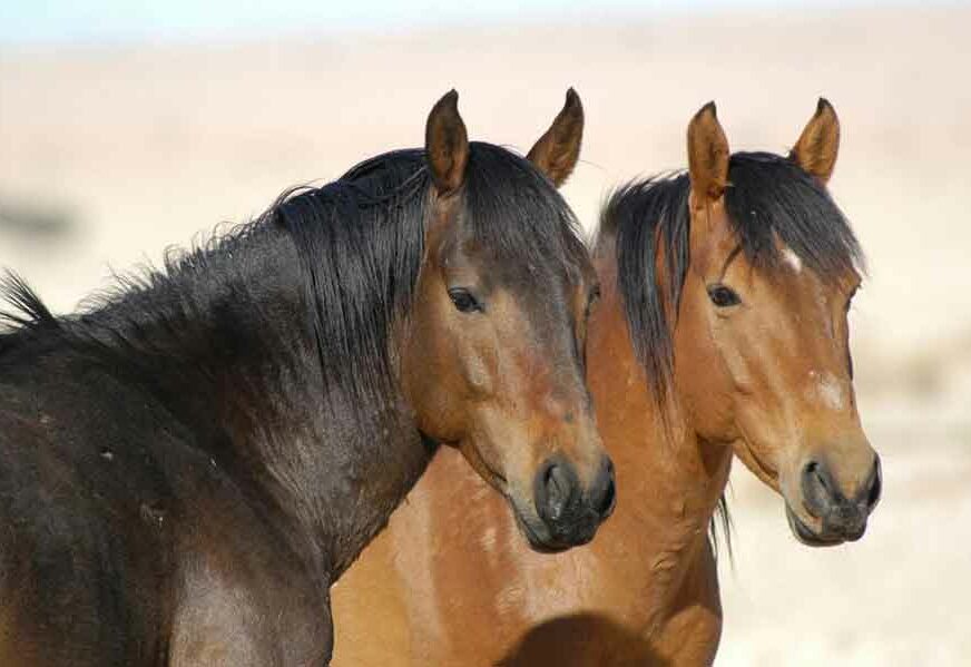 PRVI KORAK DO KONJIČKE JEDINICE MUP Srpske pravi štalu za konje koja košta 280.000 KM