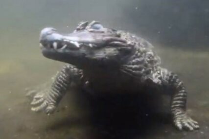 VETERINARI OTKRILI UZROK NEPLODNOSTI Krokodil pola vijeka nije uspio da dobije potomstvo, a evo i zašto