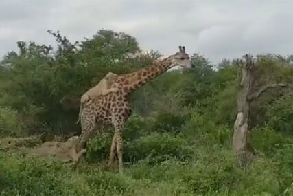 BORBA ZA ŽIVOT Hrabra žirafa preživjela napad šest gladnih lavova (VIDEO)