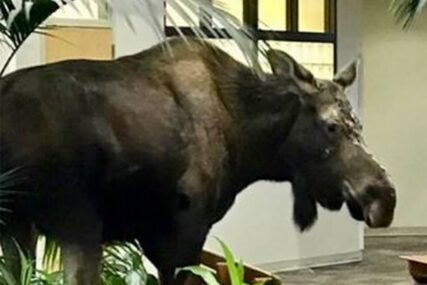KRENUO U ŠETNJU Veliki los zalutao u bolnicu, namirisao "užinu" (FOTO/VIDEO)