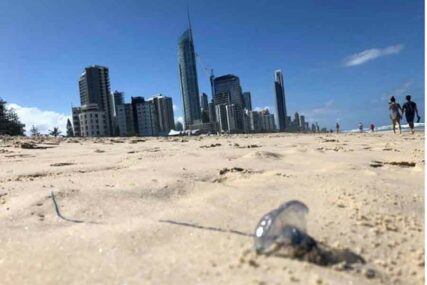 PANIKA U KVINSLENDU Hiljade ljudi tražilo pomoć ljekara, plaže zatvorene zbog MEDUZA