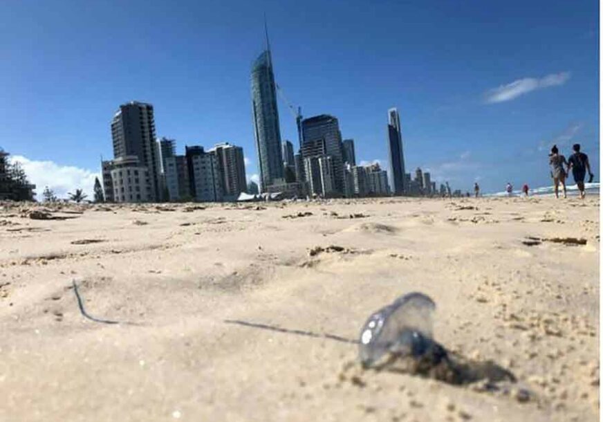 PANIKA U KVINSLENDU Hiljade ljudi tražilo pomoć ljekara, plaže zatvorene zbog MEDUZA