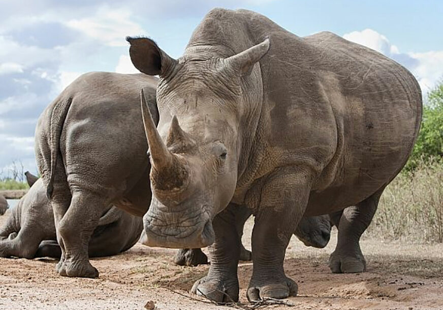 DRAMA U ZOOLOŠKOM VRTU Djevojčica (2) upala u dio sa nosorozima, HITNO prevezena u bolnicu