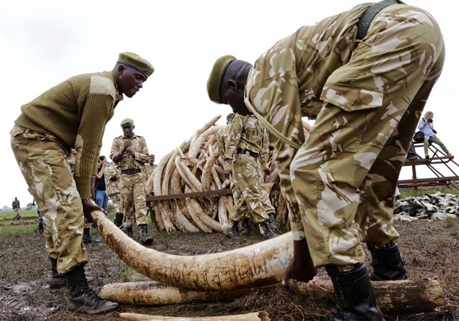 JEDNA OD NAJVEĆIH ZAPLJENA Pronađeno 750 komada slonovače i hiljade ljuski pangolina
