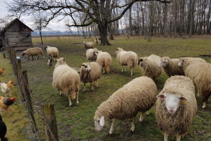PEH NAČELNIKA LAKTAŠA Tokom praznika Ranku Karapetroviću ukradeno pet ovaca