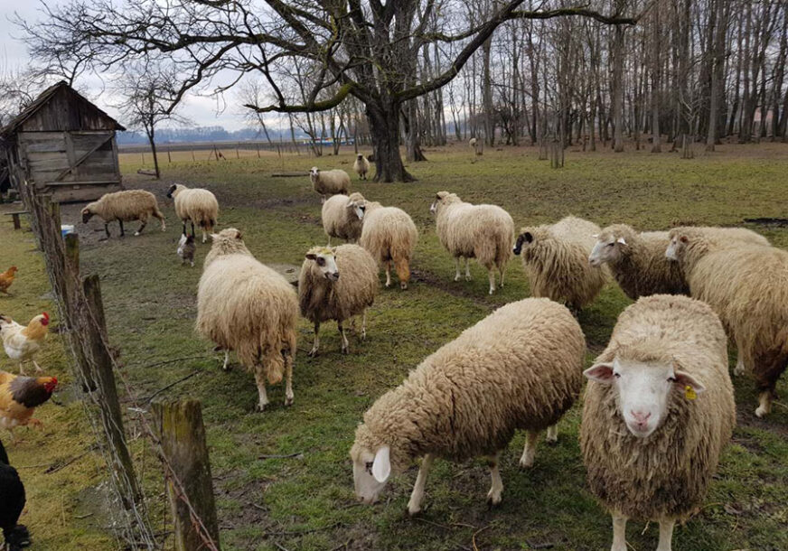 PEH NAČELNIKA LAKTAŠA Tokom praznika Ranku Karapetroviću ukradeno pet ovaca