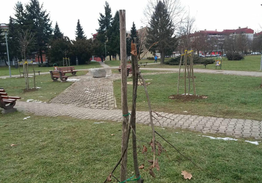 Sadnice drveća u Prijedoru na meti vandala: Komunalci ogradili nove drvorede