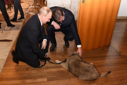 "PRESLADAK JE!" Kako je šarplaninac, poklon Vučića, reagovao na ruskog predsjednika (FOTO)