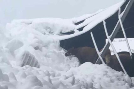 ZIMA ODNOSI ŽRTVE Pod težinom snijega srušio se krov na farmi u Tomislavgradu i USMRTIO 15 GOVEDA