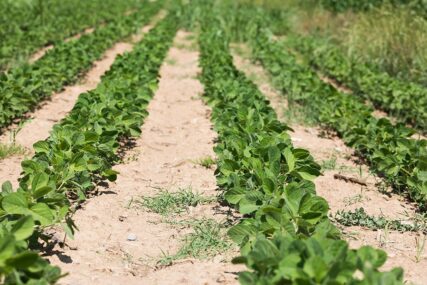 Zasad soje u Semberiji uništen zbog prisustva genetskih modifikacija