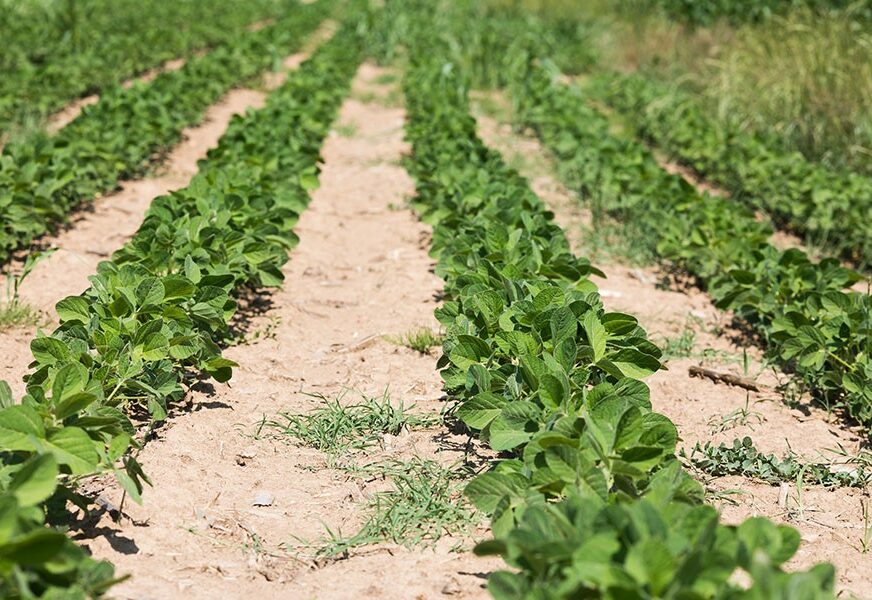 Zasad soje u Semberiji uništen zbog prisustva genetskih modifikacija