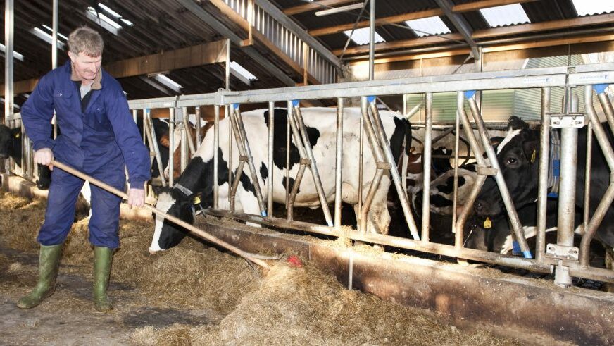 U Srpskoj uskoro REPROCENTRI za uzgoj kvalitetnih goveda