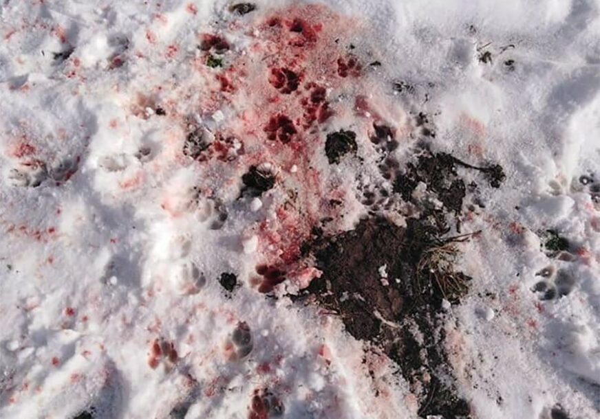 HOROR Ispred rudnika ubijali nedužne pse lutalice (FOTO, VIDEO)