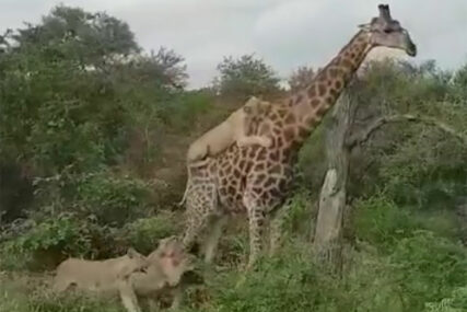 POBJEDNIK VIŠEČASOVNE BORBE Kako je hrabra žirafa PREŽIVJELA NAPAD šest gladnih lavova (VIDEO)