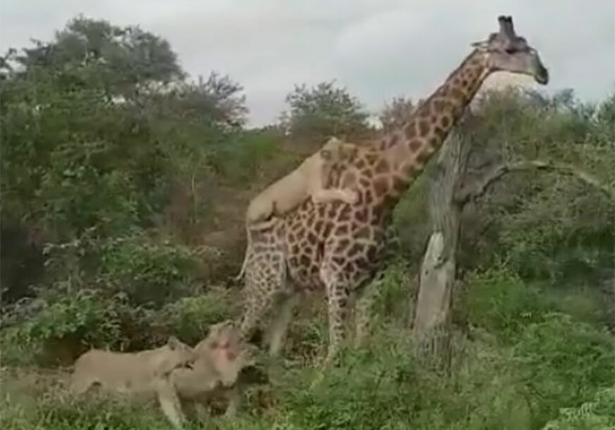 POBJEDNIK VIŠEČASOVNE BORBE Kako je hrabra žirafa PREŽIVJELA NAPAD šest gladnih lavova (VIDEO)