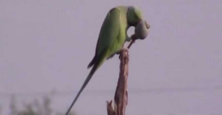 „PERNATI NARKOMANI“ Papagaji pustoše polje maka u Indiji (VIDEO)