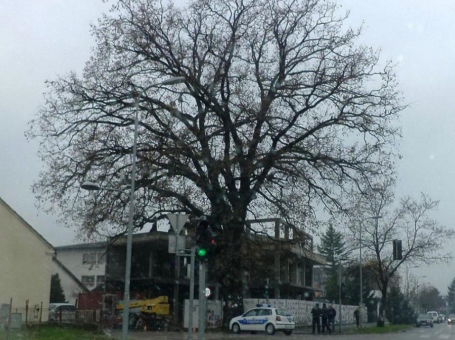 Obilježavanje znamenitosti u Gradiški: Stari hrast dobio ličnu kartu (FOTO)