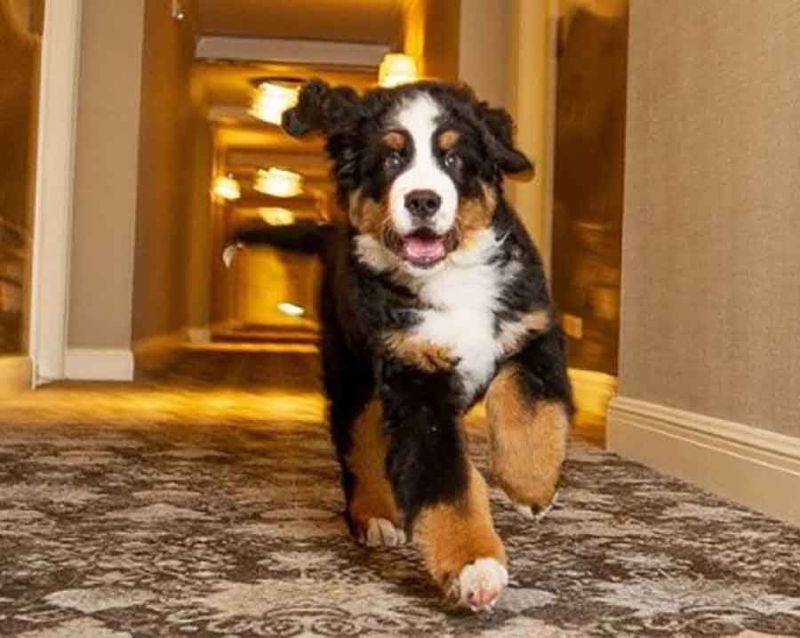 UPISAO SE U ISTORIJU Hotel zaposlio psa, četvoronožni radnik imaće OVE zadatke (FOTO)
