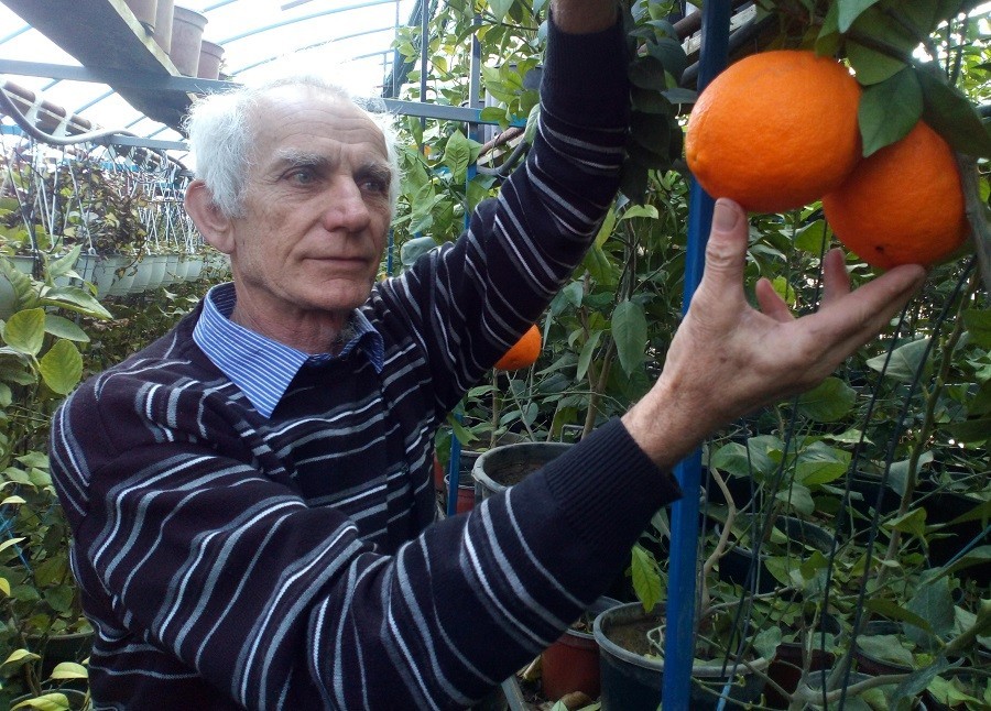 Berba južnog voća u Lijevču: Narandže i limun najbolje rodili
