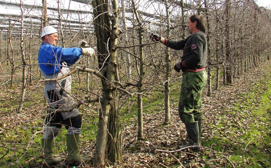 Savjetovanja poljoprivrednika u Kozarskoj Dubici: Zimi dobijaju stručnu pomoć o uzgoju voća i stoke
