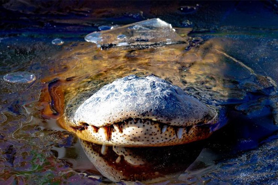 NEVJEROVATAN PRIZOR Aligatori u Americi se bukvalno ZALEDILI OD HLADNOĆE (FOTO)