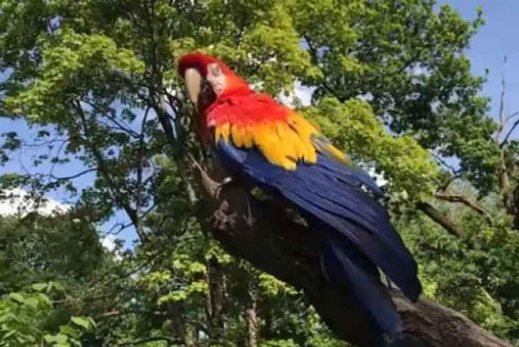 HIT NA FEJSBUKU Ples papagaja koji morate pogledati (VIDEO)