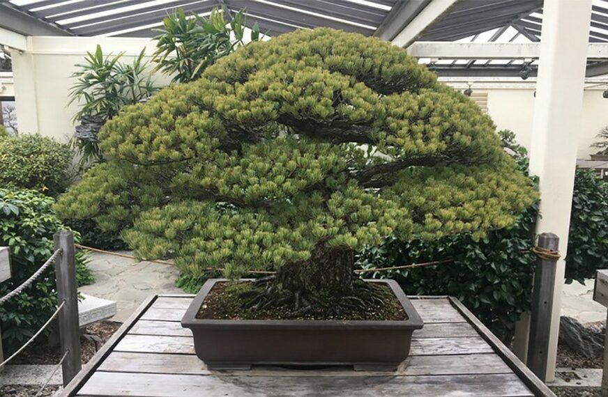 SAMO U JAPANU Bračnom paru ukrali bonsai stabla, a oni lopovima poslali EMOTIVNU PORUKU