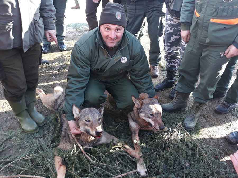 OČI U OČI SA ZVJERI U hajci na vuka više od 1.000 lovaca iz Srpske i regiona