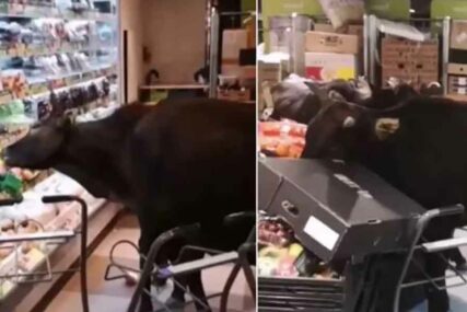 NESVAKIDAŠNJI RAZBOJNICI Krave “provalile” u lokalnu prodavnicu, krenule u potragu za HRANOM