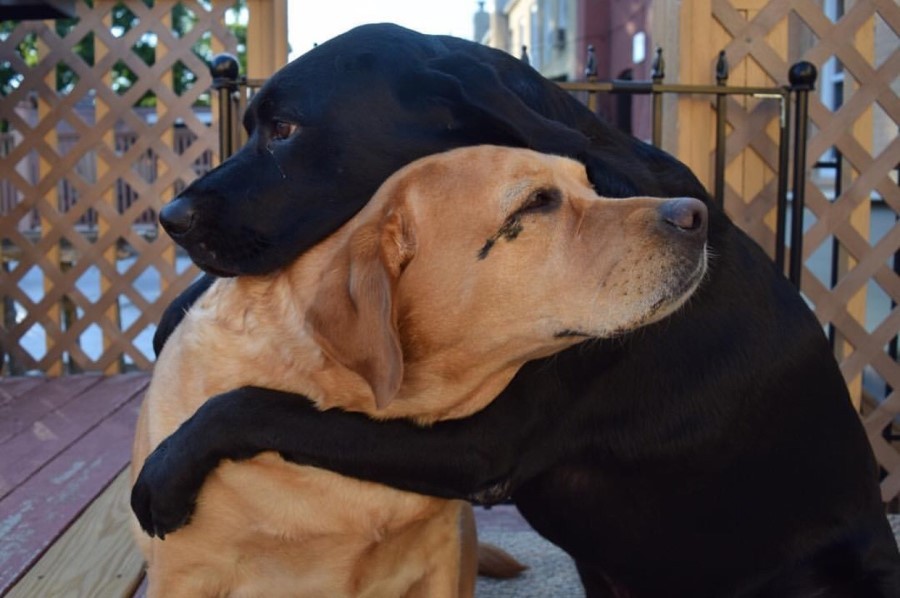 PSI KOJI SE GRLE Nevjerovatni labradori oduševili svijet svojim prijateljstvom (FOTO)