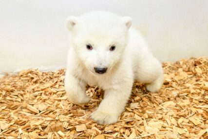 Zoo vrt u Berlinu dobio novog polarnog medvjedića