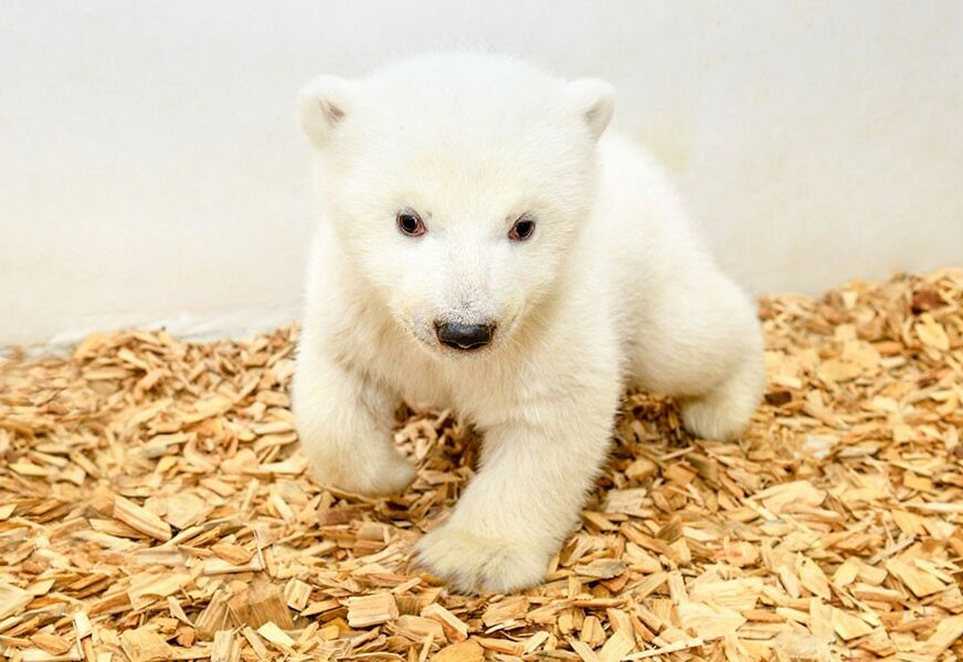 Zoo vrt u Berlinu dobio novog polarnog medvjedića