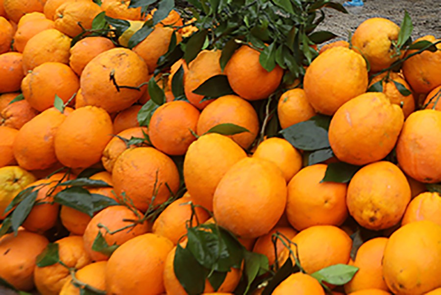 Zabranjen uvoz u Srpsku više od 5,5 tona citrusa iz Italije