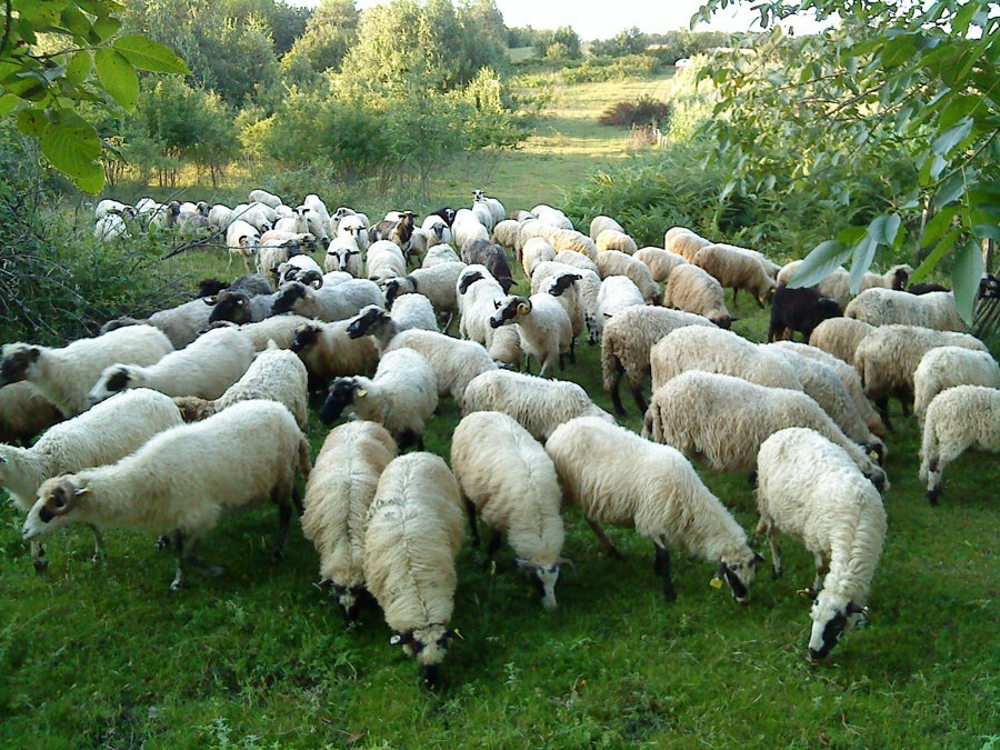 MIJENJAMO TRADICIJU Više zaklanih ovaca i živine, a manje svinja i goveda u Srpskoj