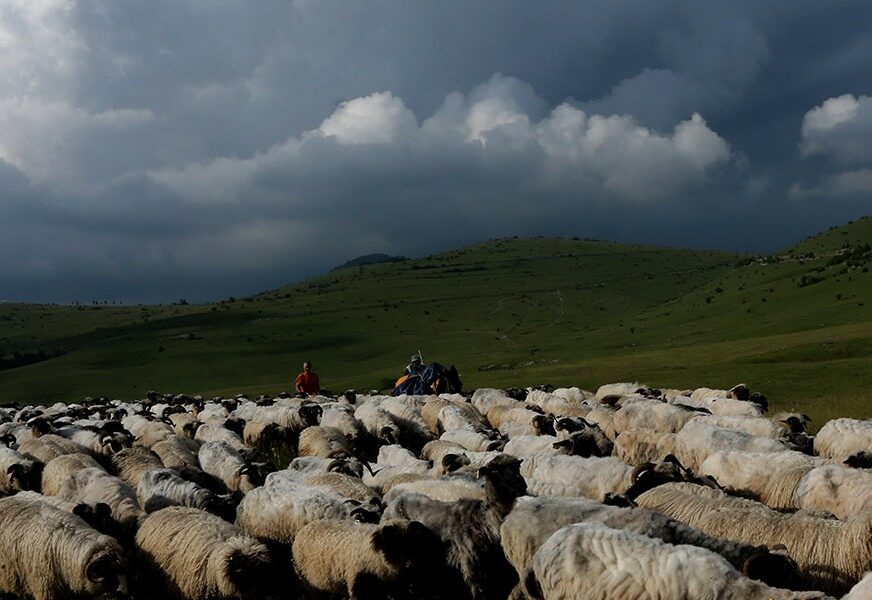 ovce na pašnjaku