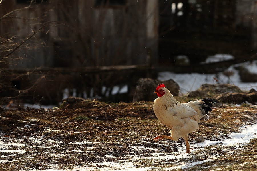 ŽIVINA U IZOLACIJI Žarište ptičijeg gripa utvrđeno u Belgiji