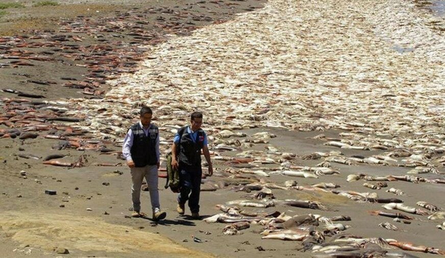 UŽAS NA PLAŽI Voda izbacila hiljade uginulih sipa na popularno ljetovalište