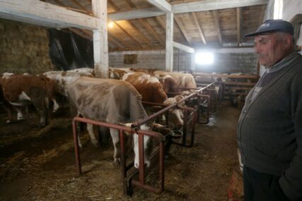 ODAVNO U PROBLEMIMA Domaći proizvođači traže da se optereti uvoz svinja i goveda u BiH