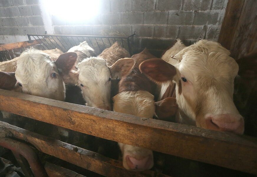UTOVILI JUNAD, A KUPACA NI ZA LIJEK Farmeri traže hitno uvođenje carina na uvoz mesa iz EU