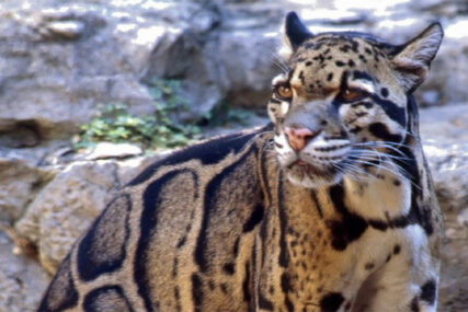 PROGLAŠENI IZUMRLIM, PA SE POJAVILI Vrsta leoparda ponovo primjećena poslije 30 godina