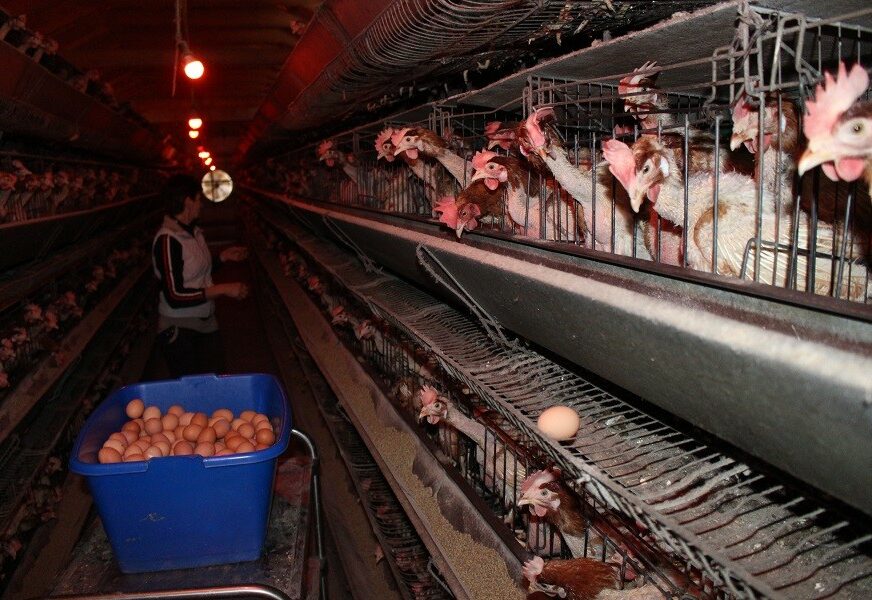 PTIČIJI GRIP NA FARMAMA U Mađarskoj će biti uništena 101.000 ptica zbog bolesti