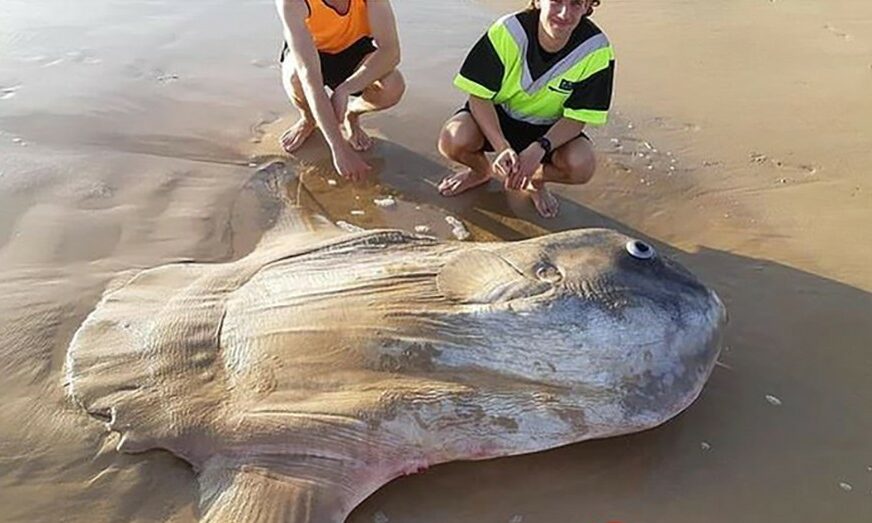 VODENA GRDOSIJA Okean izbacio ogromnu ribu, ribari mislili da je NIJE STVARNA (FOTO)