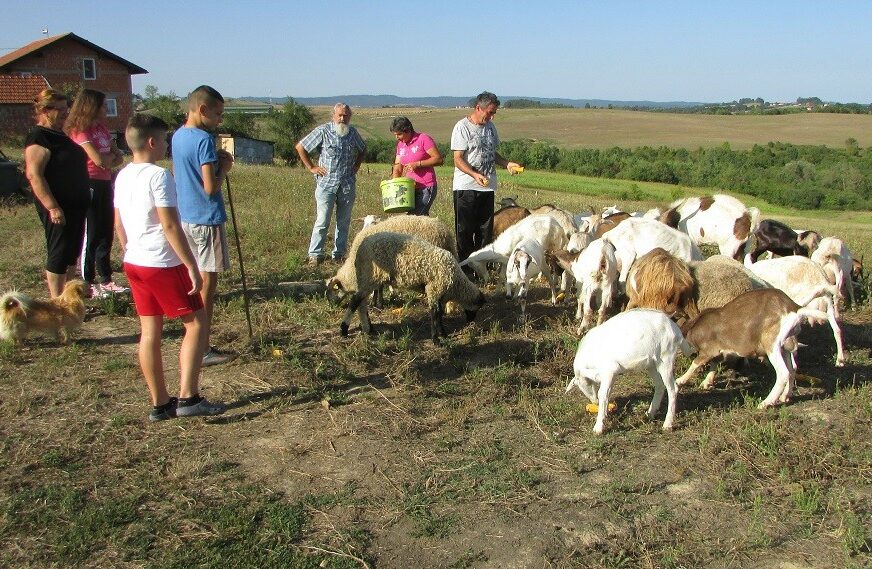 Ambiciozni planovi uzgajivača koza “Kozara”
