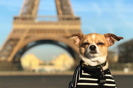 PRAVI SREĆNIK Ovaj pas obišao je brojne zemlje, voli putovati u avionima, ali nije mu uvijek dobro išlo