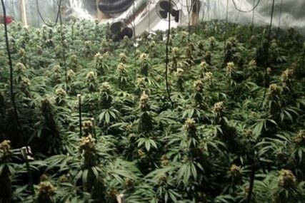 PRETRES U stanu dilera pronađena laboratorija za uzgajanje marihuane