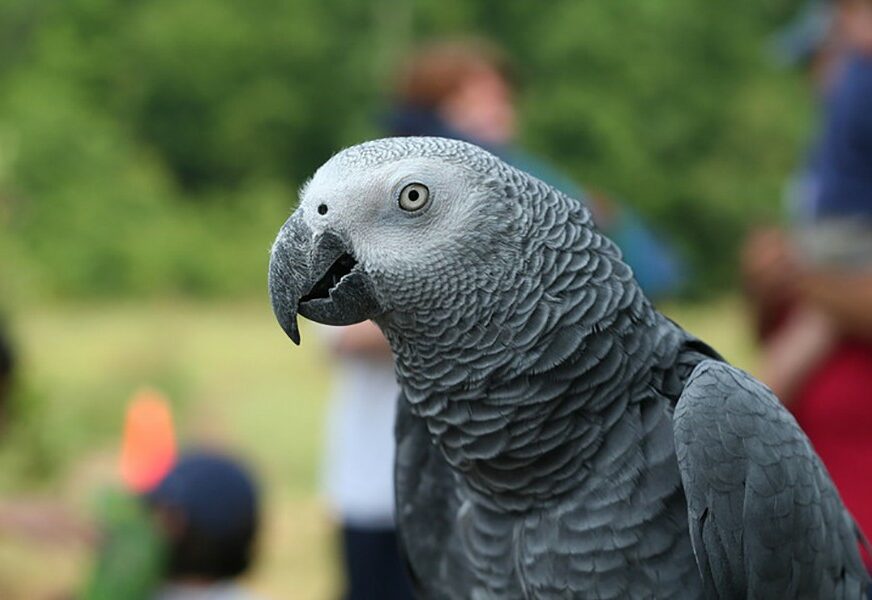 SADA PRIČA ŠPANSKI Papagaj se vratio kući u Veliku Britaniju poslije 4 godine