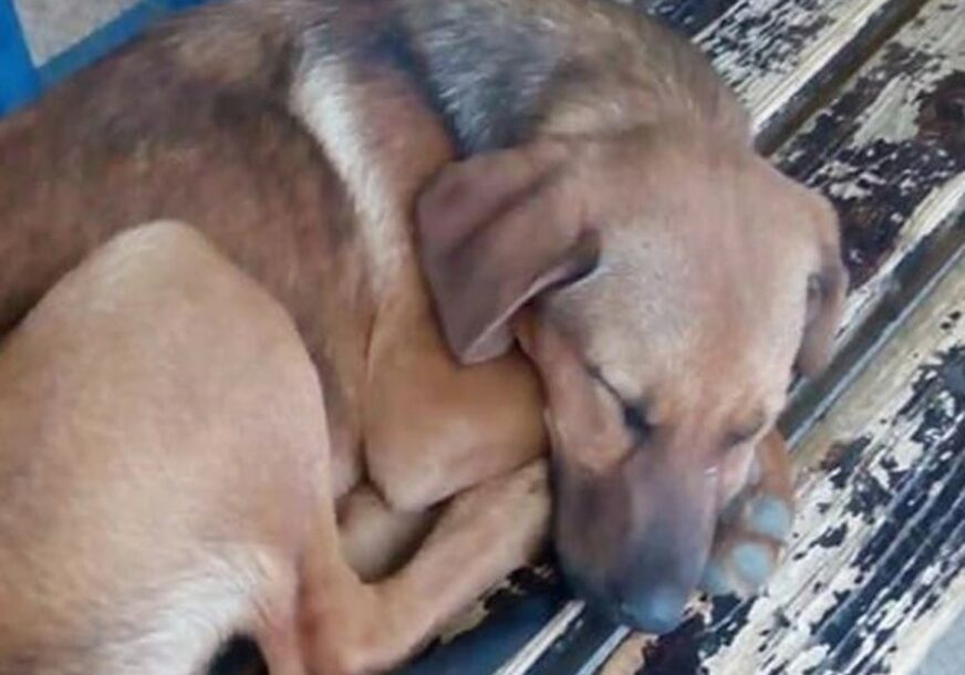 USAMLJEN I TUŽAN Napušten pas danima se ne pomjera sa klupe u nadi da će mu se vlasnik vratiti (FOTO)