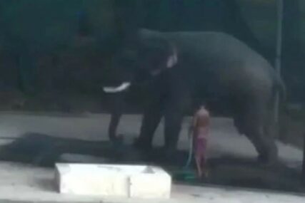 OSVETA ŽRTVE Udarao slona i naređivao mu da legne, a onda se DESILO OVO (VIDEO)