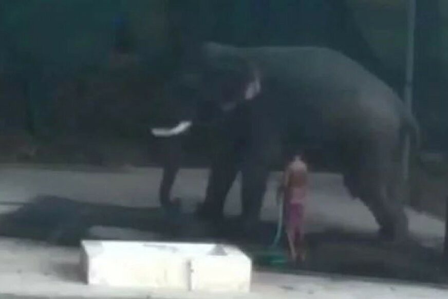 OSVETA ŽRTVE Udarao slona i naređivao mu da legne, a onda se DESILO OVO (VIDEO)