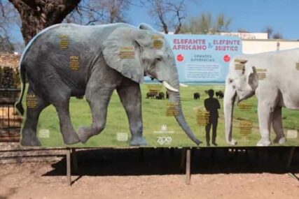 SAMA I ZAROBLJENA U Španiji uginula NAJTUŽNIJA slonica na svijetu (VIDEO)